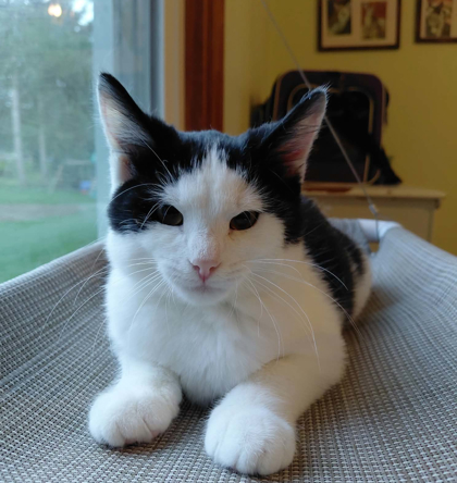 SPICY SAMMY - Domestic Shorthair / Mix available for adoption