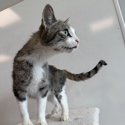 POPPY - Domestic Shorthair / Mix available for adoption