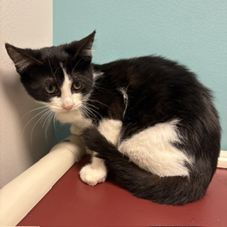 MURPHY - Domestic Shorthair / Mix available for adoption
