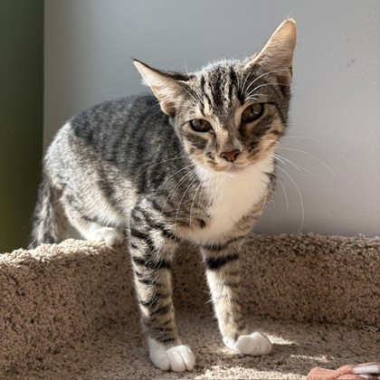 DORITOS - Domestic Shorthair / Mix available for adoption