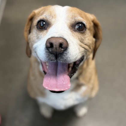 LILLY PAD - Mixed Breed, Medium (up to 44 lbs fully grown) / Mix available for adoption