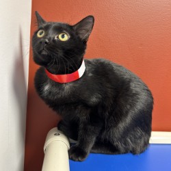 BARREL (SGN) - Domestic Shorthair / Mix available for adoption