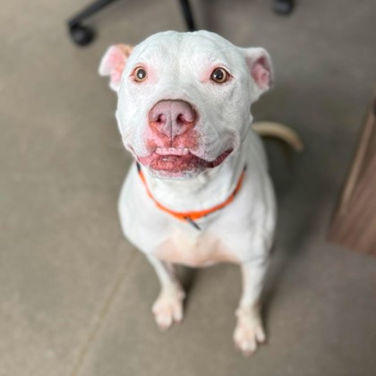 QUEENIE - Mixed Breed, Medium (up to 44 lbs fully grown) / Mix available for adoption