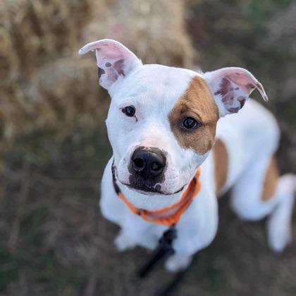 Dog for adoption - Tucker, a Mixed Breed in Deerfield, WI