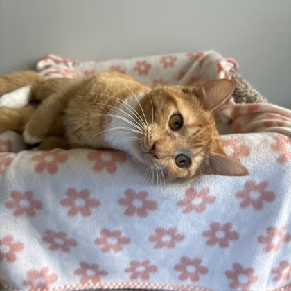 STEWART - Domestic Shorthair / Mix available for adoption