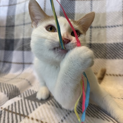 COLIN ROBINSON (SGN) - Domestic Shorthair / Mix available for adoption