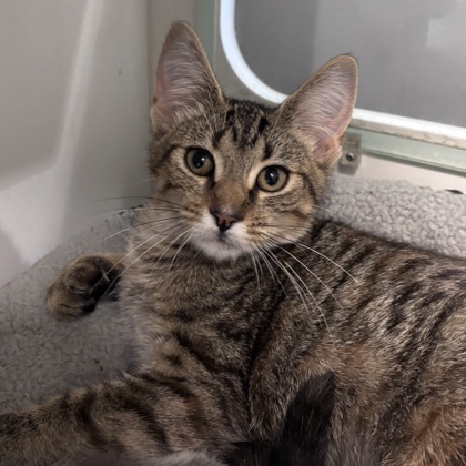 OCTOBER - Domestic Shorthair / Mix available for adoption