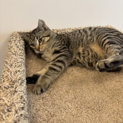 LANTERN - Domestic Shorthair / Mix available for adoption