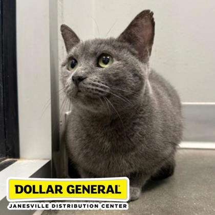 ASH - Domestic Shorthair / Mix available for adoption