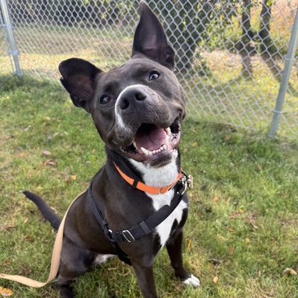ASTRID - Mixed Breed, Medium (up to 44 lbs fully grown) / Mix available for adoption