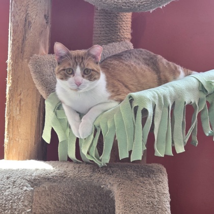PUMBA - Domestic Shorthair / Mix for adoption in Rockford