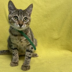 FINN - Domestic Shorthair / Mix available for adoption