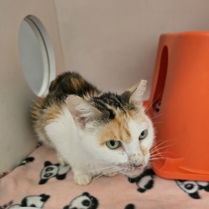 PRISCILLA - Domestic Shorthair / Mix available for adoption