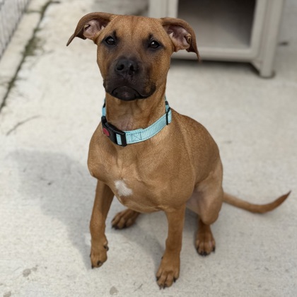CALAMITY - Mixed Breed, Medium (up to 44 lbs fully grown) / Mix available for adoption