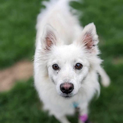 Dog for adoption - Tucker, a Mixed Breed in Deerfield, WI