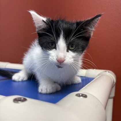 FRITZ - Domestic Shorthair / Mix available for adoption