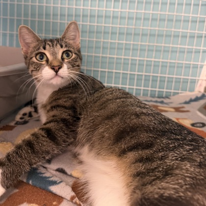 ELLE - Domestic Shorthair / Mix available for adoption