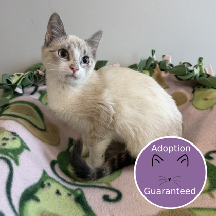 BELLADONNA - Siamese / Mix available for adoption
