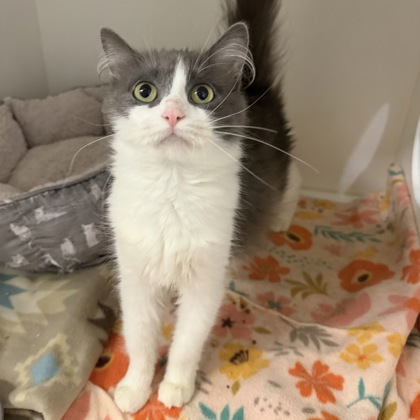 BROOKLYN - Domestic Medium Hair / Mix available for adoption