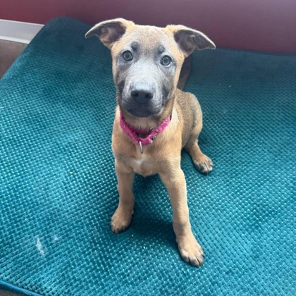 PRINCESS AURORA - Mixed Breed, Large (over 44 lbs fully grown) / Mix available for adoption