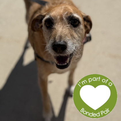 WAYLON - Mixed Breed, Medium (up to 44 lbs fully grown) / Mix for adoption in Rockford
