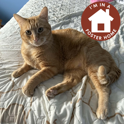 BOUGIE - Domestic Shorthair / Mix for adoption in Rockford