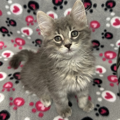 BAYLEAF - Domestic Medium Hair / Mix available for adoption