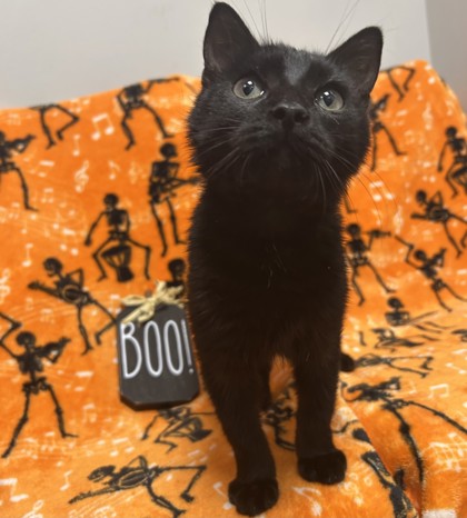 ARBY'S - Domestic Shorthair / Mix available for adoption