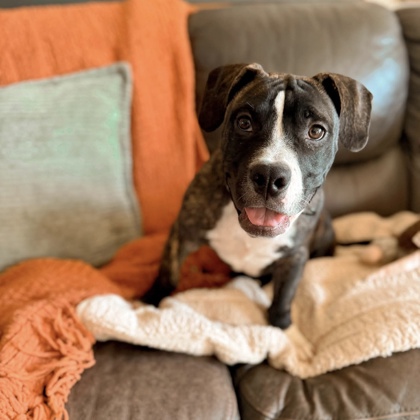 REMY - Mixed Breed, Small (under 24 lbs fully grown) / Mix available for adoption