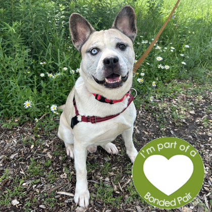 FRIJOL - Mixed Breed, Medium (up to 44 lbs fully grown) / Mix for adoption in Rockford