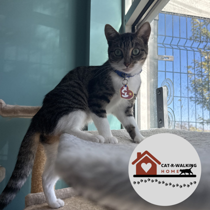 TIGRA - Domestic Shorthair / Mix available for adoption