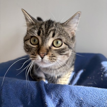 HERSHEY'S - Domestic Shorthair / Mix available for adoption