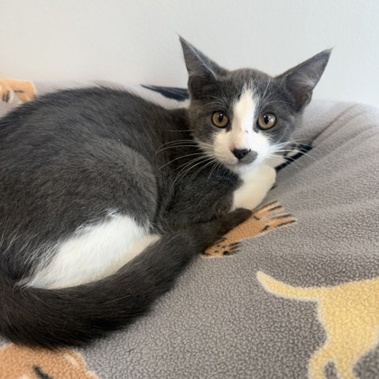AMAZONITE - Domestic Shorthair / Mix available for adoption