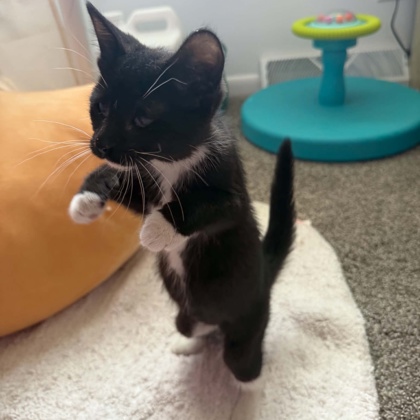 CLEMENTINE - Domestic Shorthair / Mix available for adoption