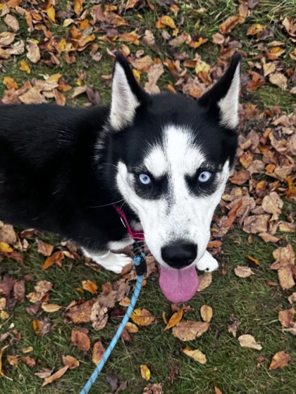 RUMI - Mixed Breed, Medium (up to 44 lbs fully grown) / Mix available for adoption