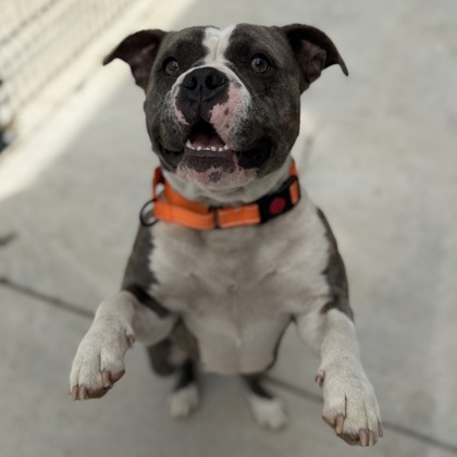 BRINDI - Mixed Breed, Medium (up to 44 lbs fully grown) / Mix available for adoption