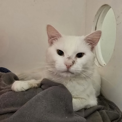 POWDER - Domestic Shorthair / Mix available for adoption
