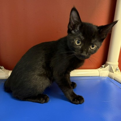 MELLOW - Domestic Shorthair / Mix available for adoption
