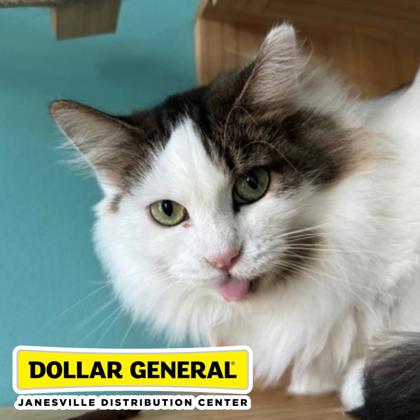ALICE - Domestic Longhair / Mix available for adoption