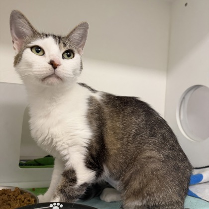 WILLA - Domestic Shorthair / Mix available for adoption