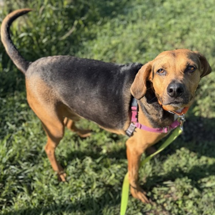 MOOSE - Mixed Breed, Large (over 44 lbs fully grown) / Mix available for adoption