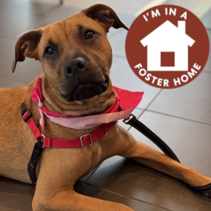 CALAMITY - Mixed Breed, Medium (up to 44 lbs fully grown) / Mix available for adoption
