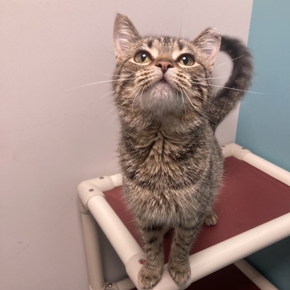 PRESIDENT SNOW - Domestic Shorthair / Mix available for adoption