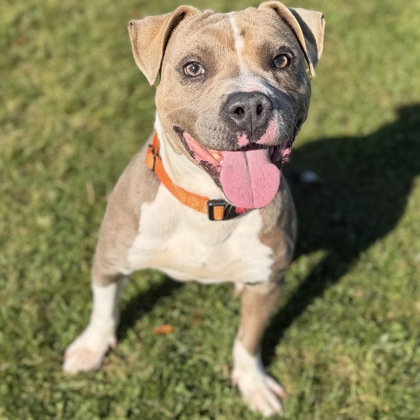 BALOO - Mixed Breed, Large (over 44 lbs fully grown) / Mix available for adoption