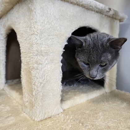 JALAPENO - Domestic Shorthair / Mix for adoption in Rockford