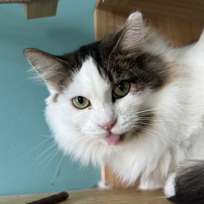 ALICE - Domestic Longhair / Mix for adoption in Rockford