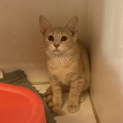 CANDICE - Domestic Shorthair / Mix available for adoption