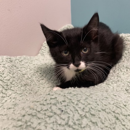 SPORTY SPICE - Domestic Shorthair / Mix available for adoption