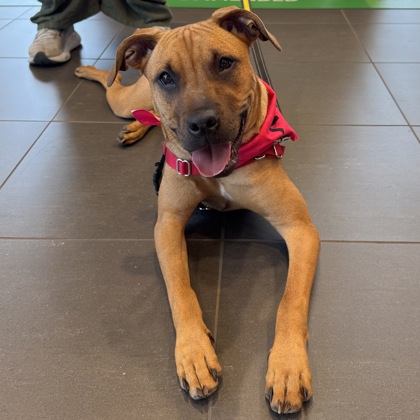CALAMITY - Mixed Breed, Medium (up to 44 lbs fully grown) / Mix available for adoption