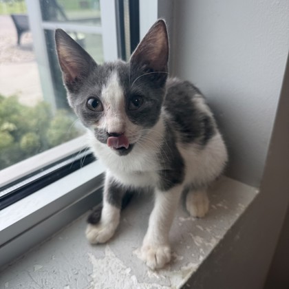 EMMETT - Domestic Shorthair / Mix available for adoption